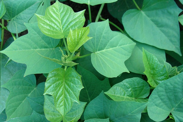 Folhas da Batata Doce