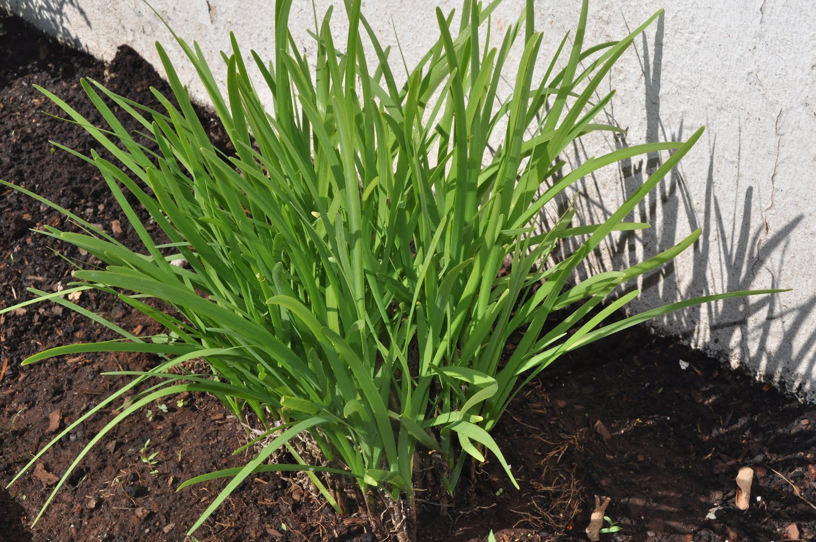 Figura 05 - Alho-nirá