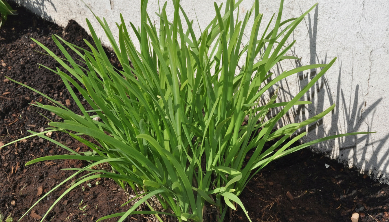 Figura 05 - Alho-nirá