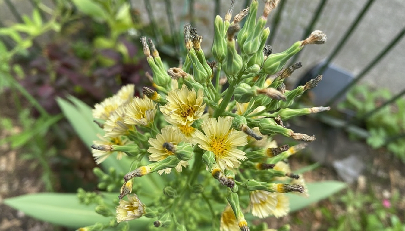 Figura 03 - Flor do Almeirão-roxo