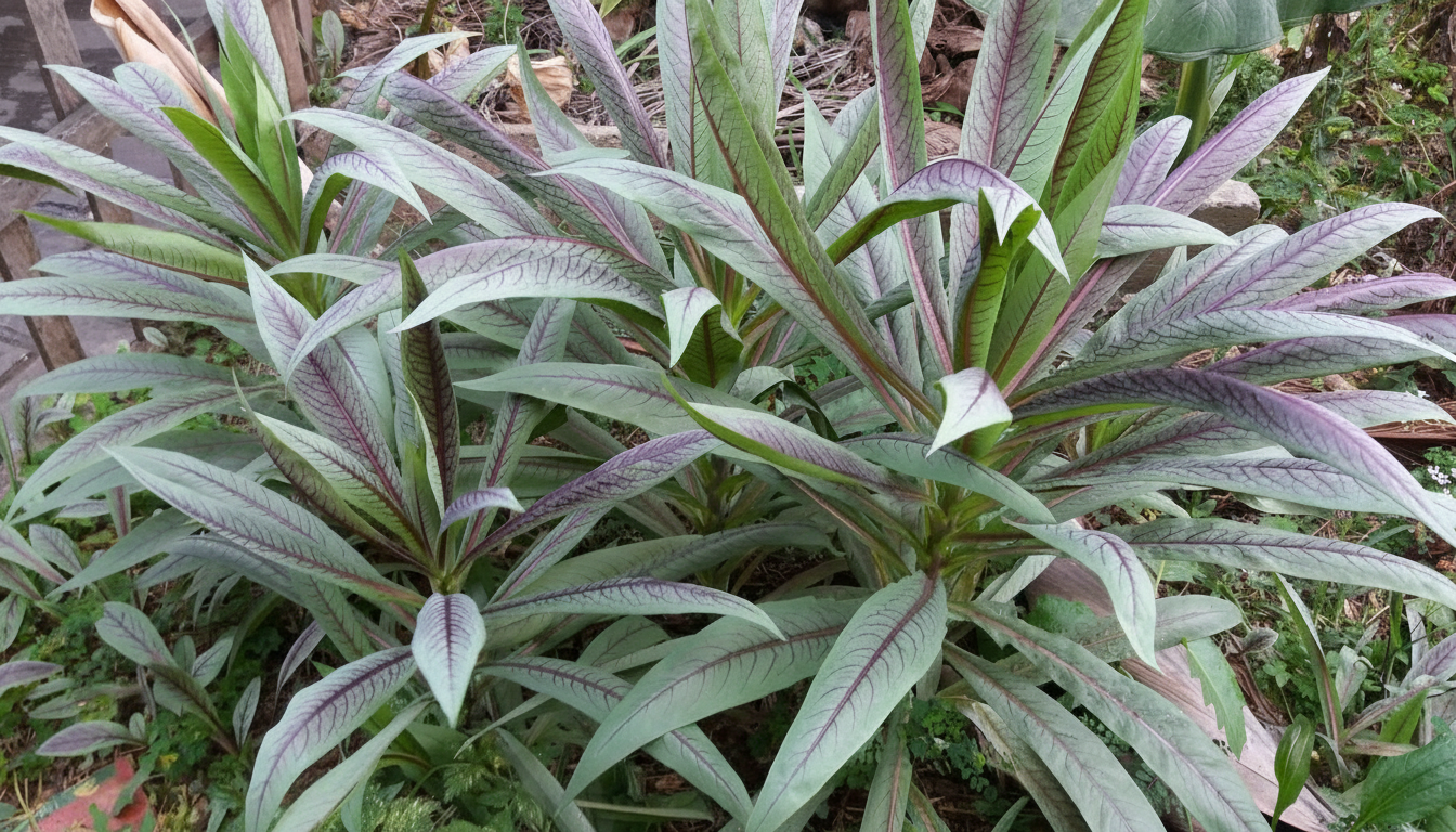 Figura 09 - Almeirão-roxo