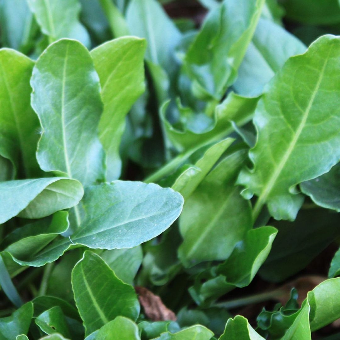 Figura 03 - Azedinha