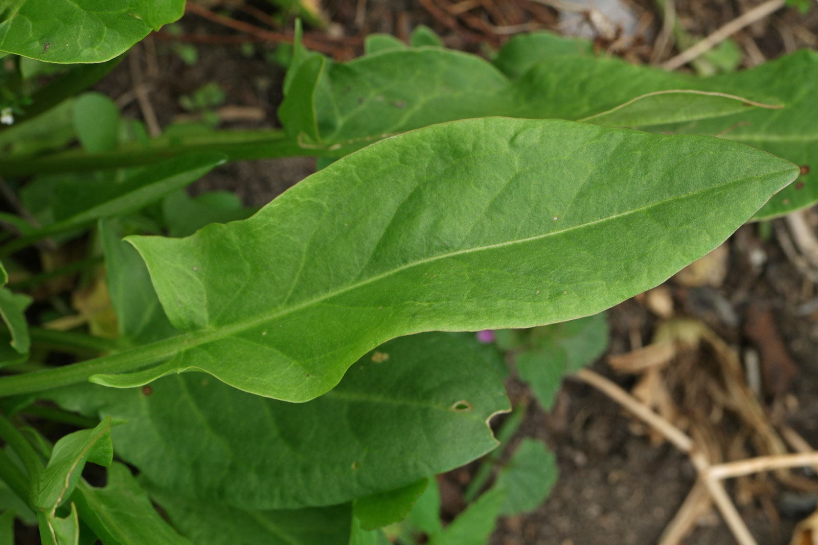 Figura 04 - Azedinha