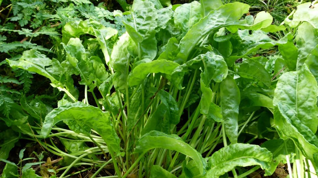 Figura 07 - Azedinha