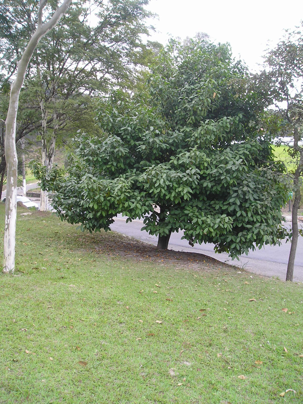 Figura 03 - Bacupari