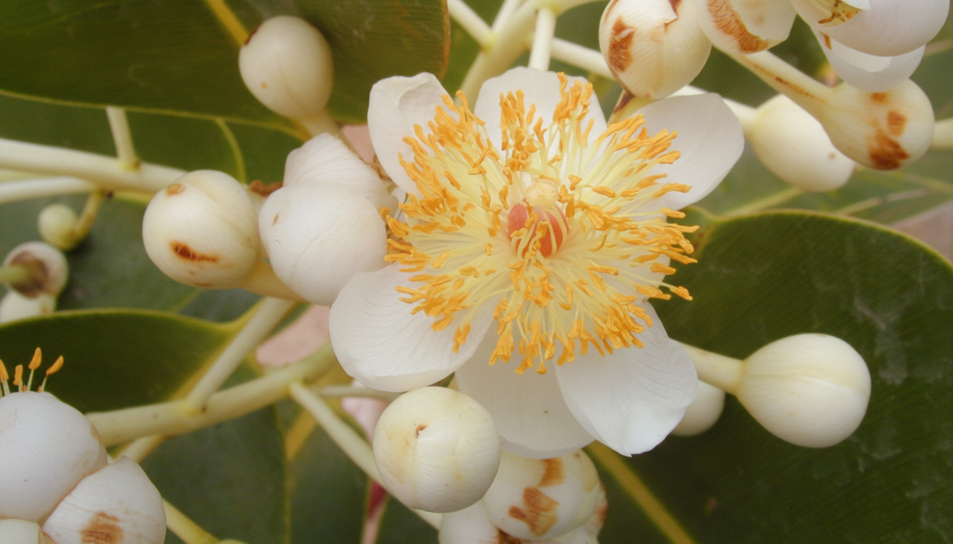 Figura 04 - Bacupari