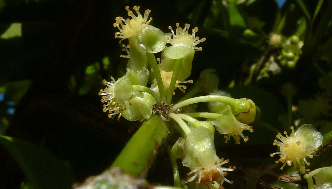 Figura 05 - Bacupari