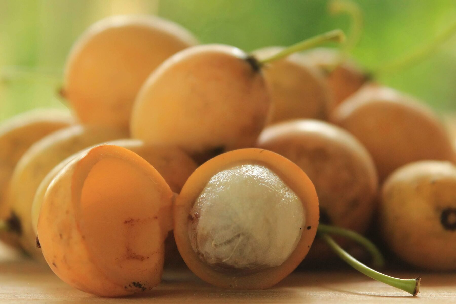 Figura 07 - Bacupari