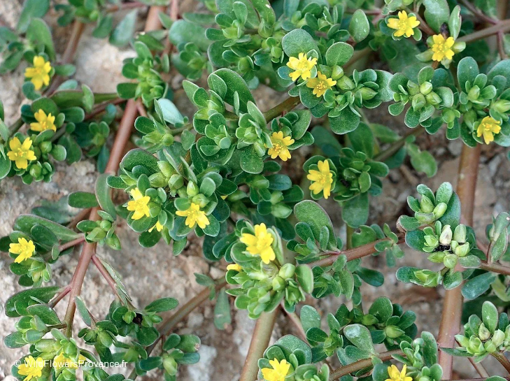 Figura 03 - Beldroega