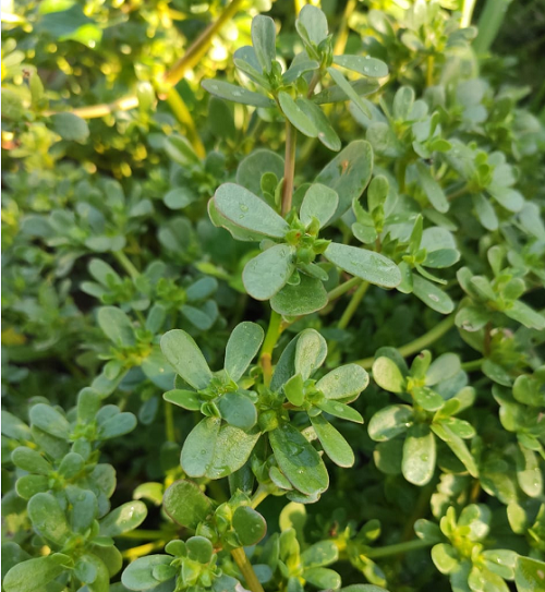 Figura 04 - Beldroega