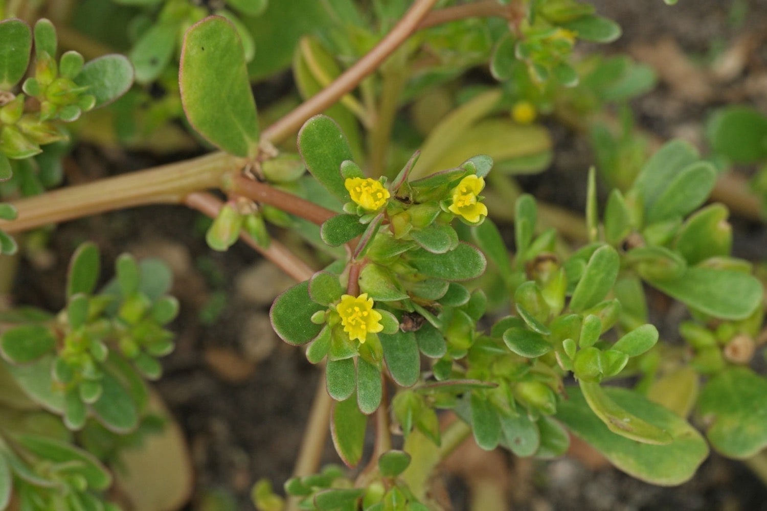 Figura 06 - Beldroega