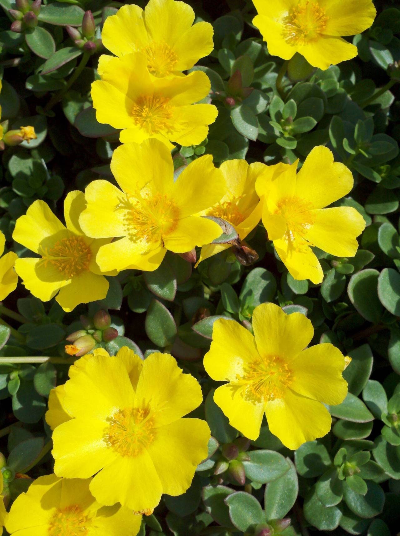 Figura 08 - Flor da Beldroega