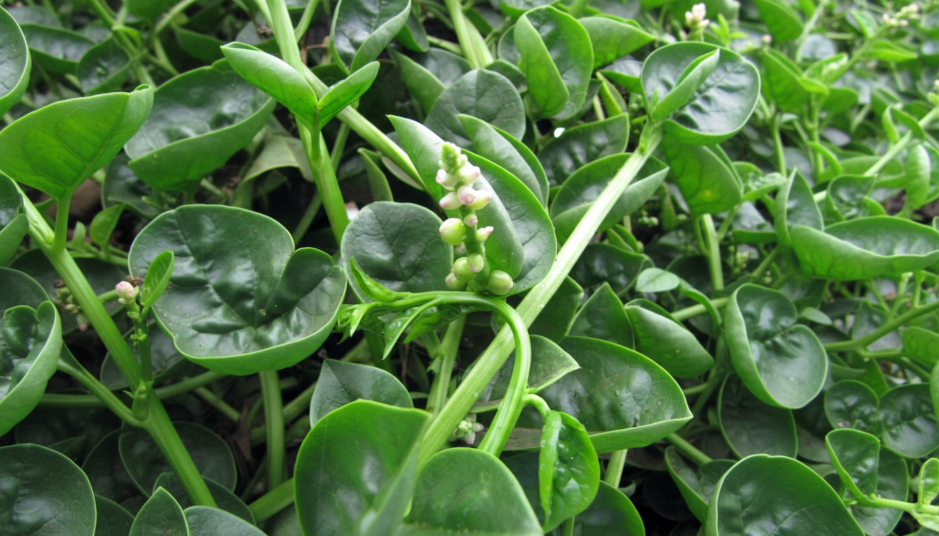 Figura 03 - Bertalha