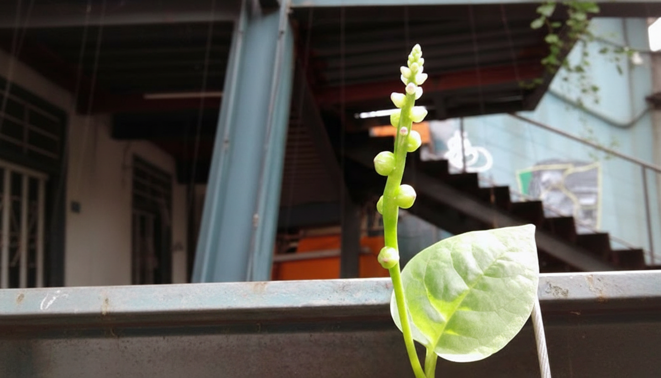 Figura 06 - Bertalha