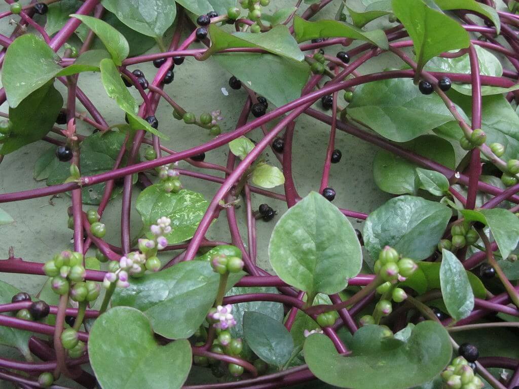 Figura 09 - Bertalha