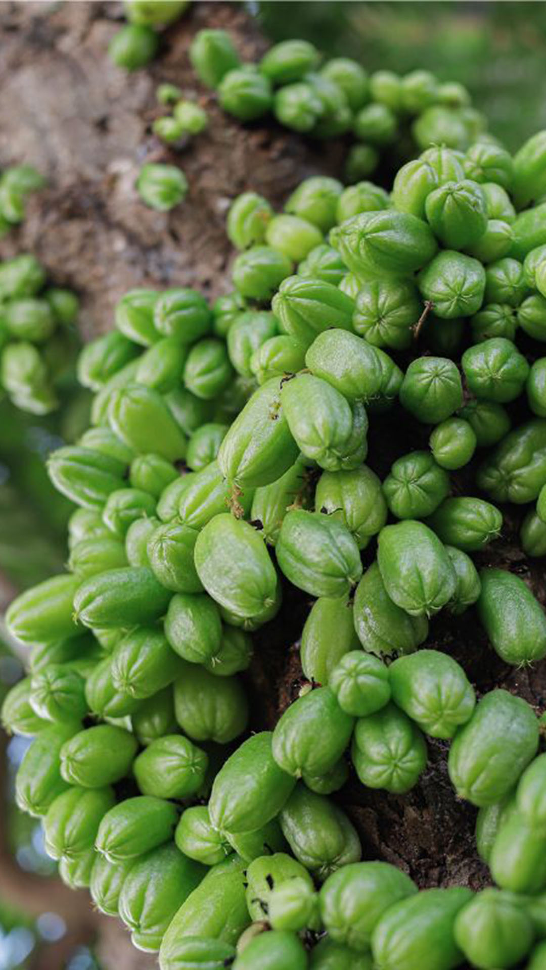 Figura 02 - Biribiri