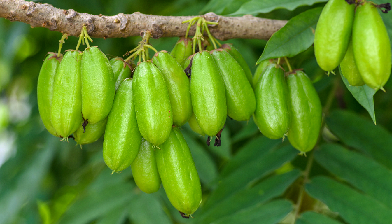 Figura 02 - Biribiri