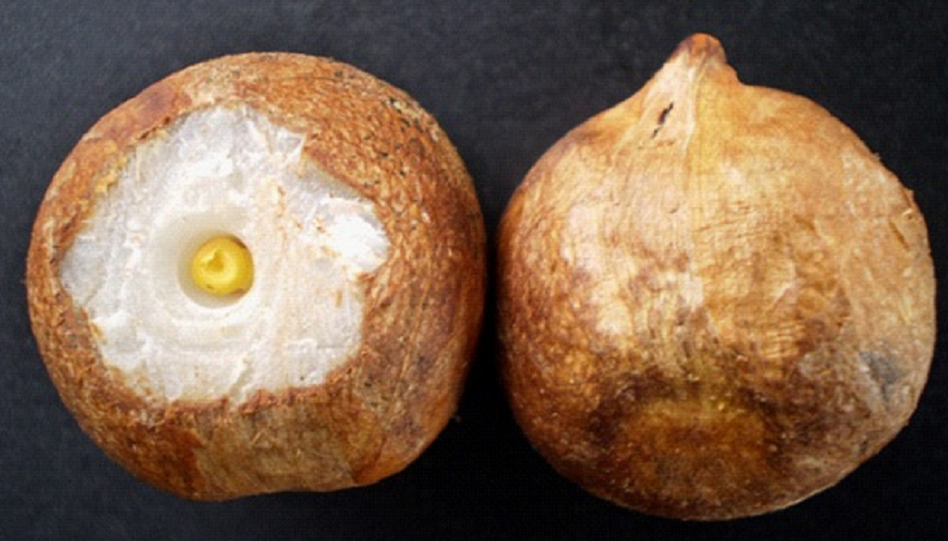 Figura 06 - Buriti (Semente)