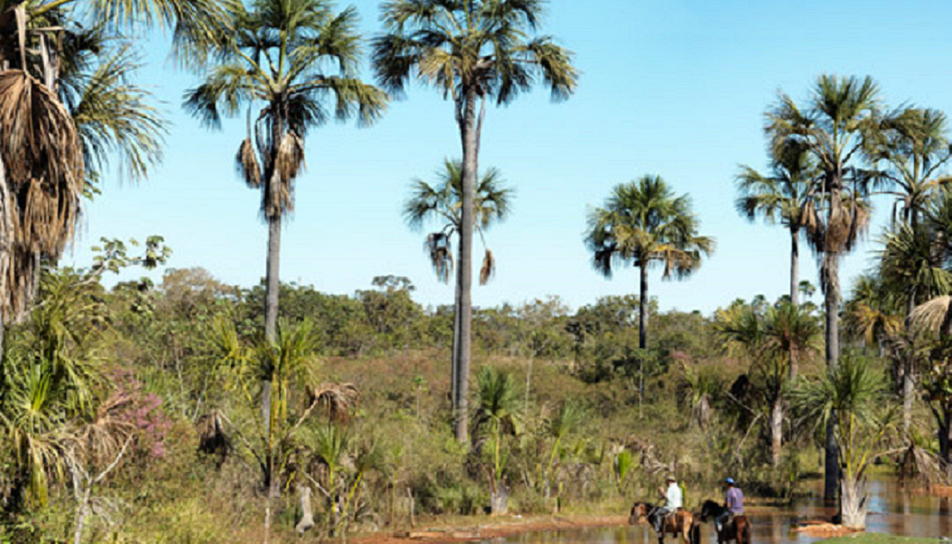 Figura 08 - Buriti (Árvore)