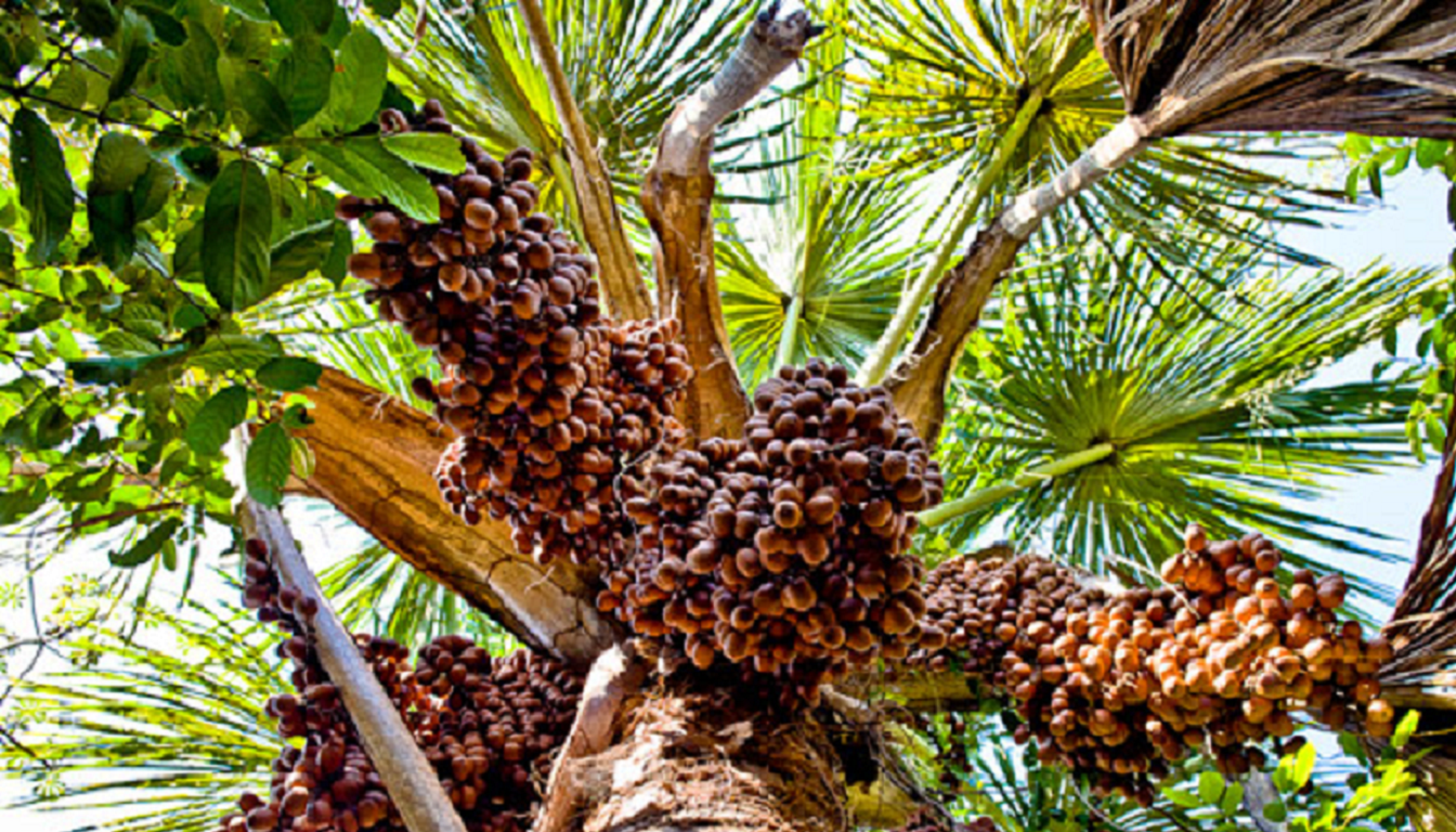 Figura 09 - Buriti (Árvore)