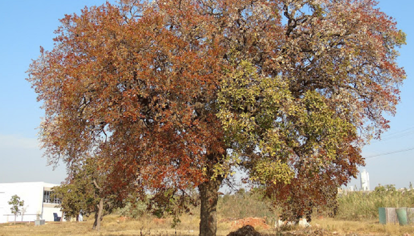 Figura 04 - Cagaita (Árvore)