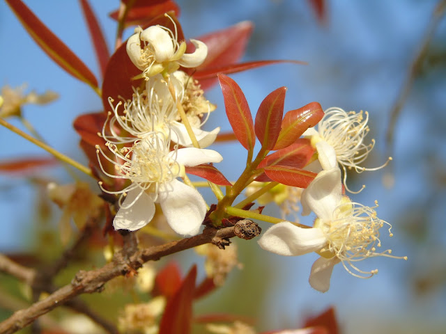 Figura 05 - Cagaita (Flor)