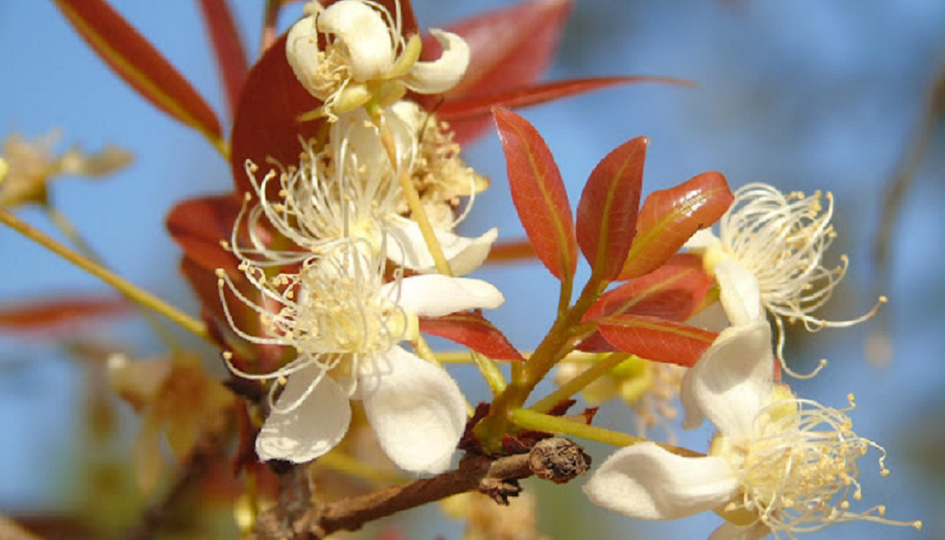Figura 05 - Cagaita (Flor)
