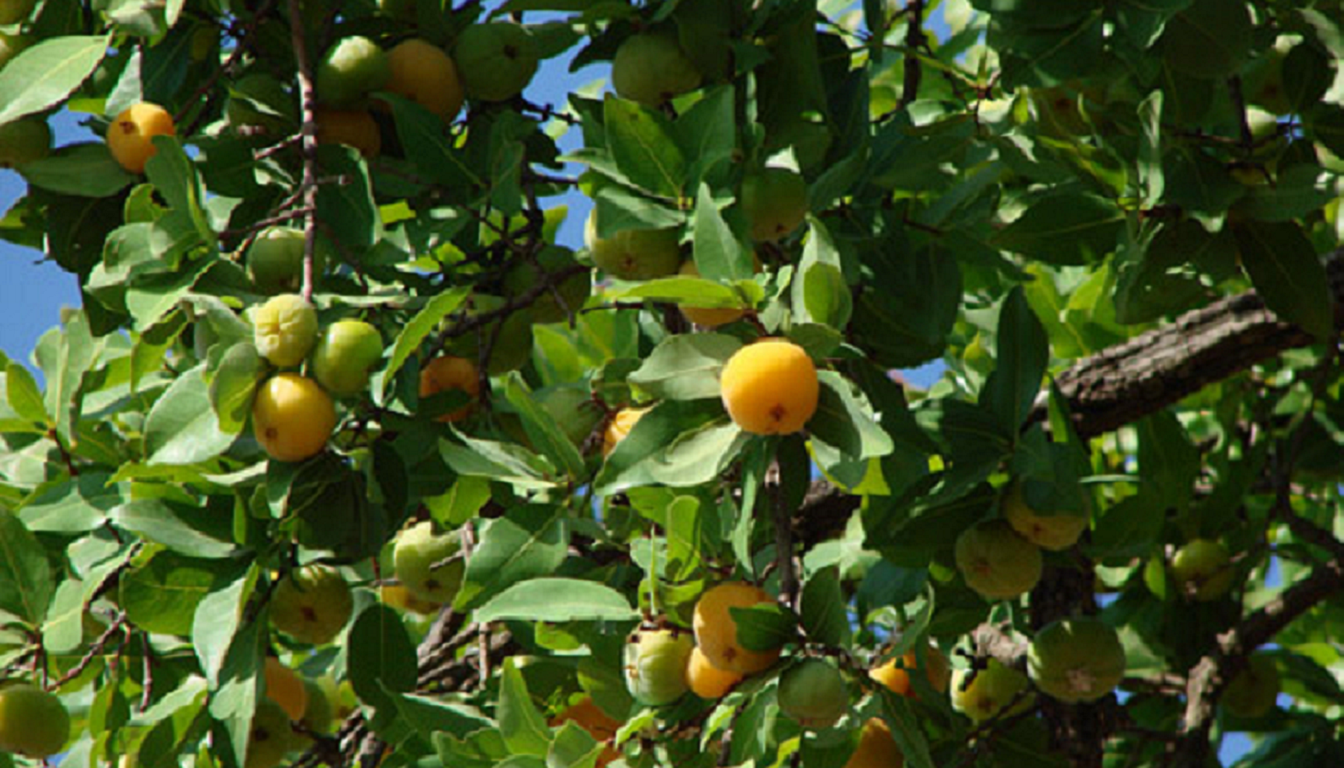 Figura 07 - Cagaita (Árvore)