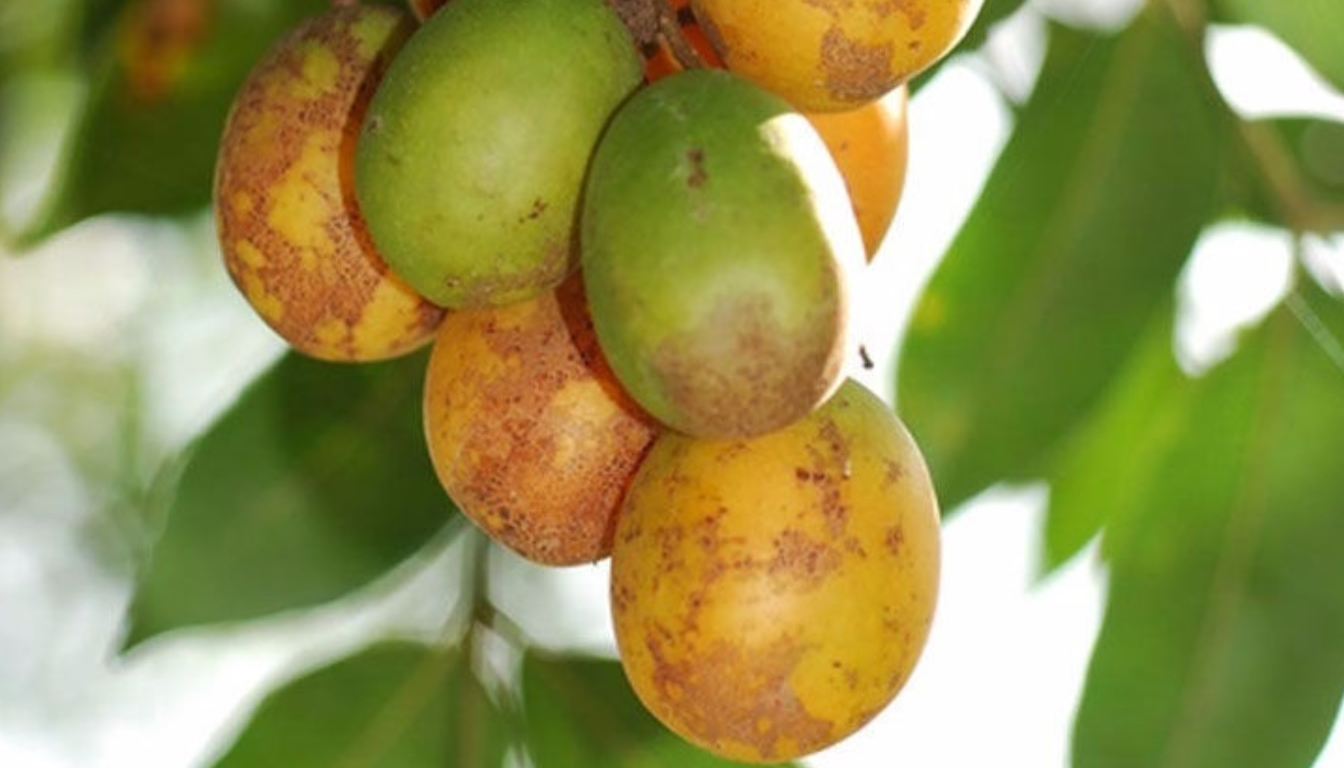 Figura 01 - Cajazinho