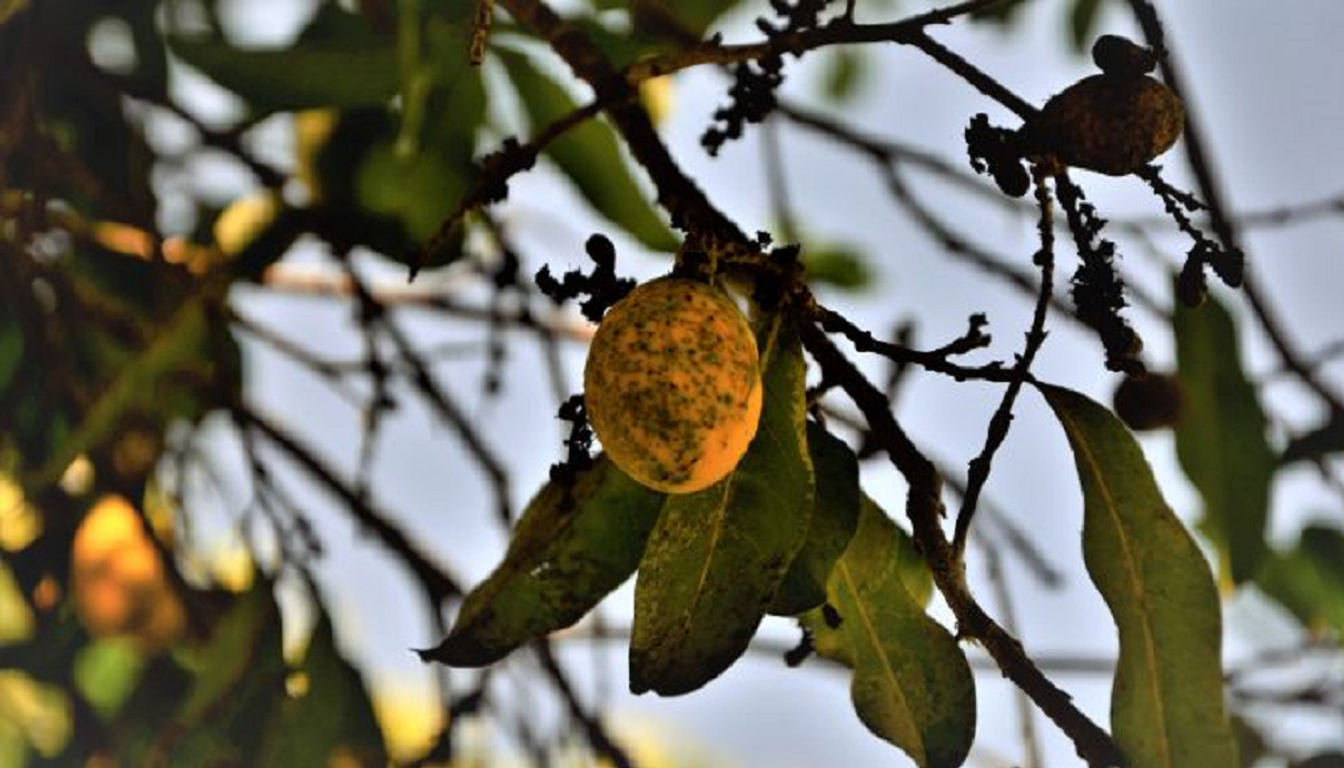 Figura 04 - Cajazinho