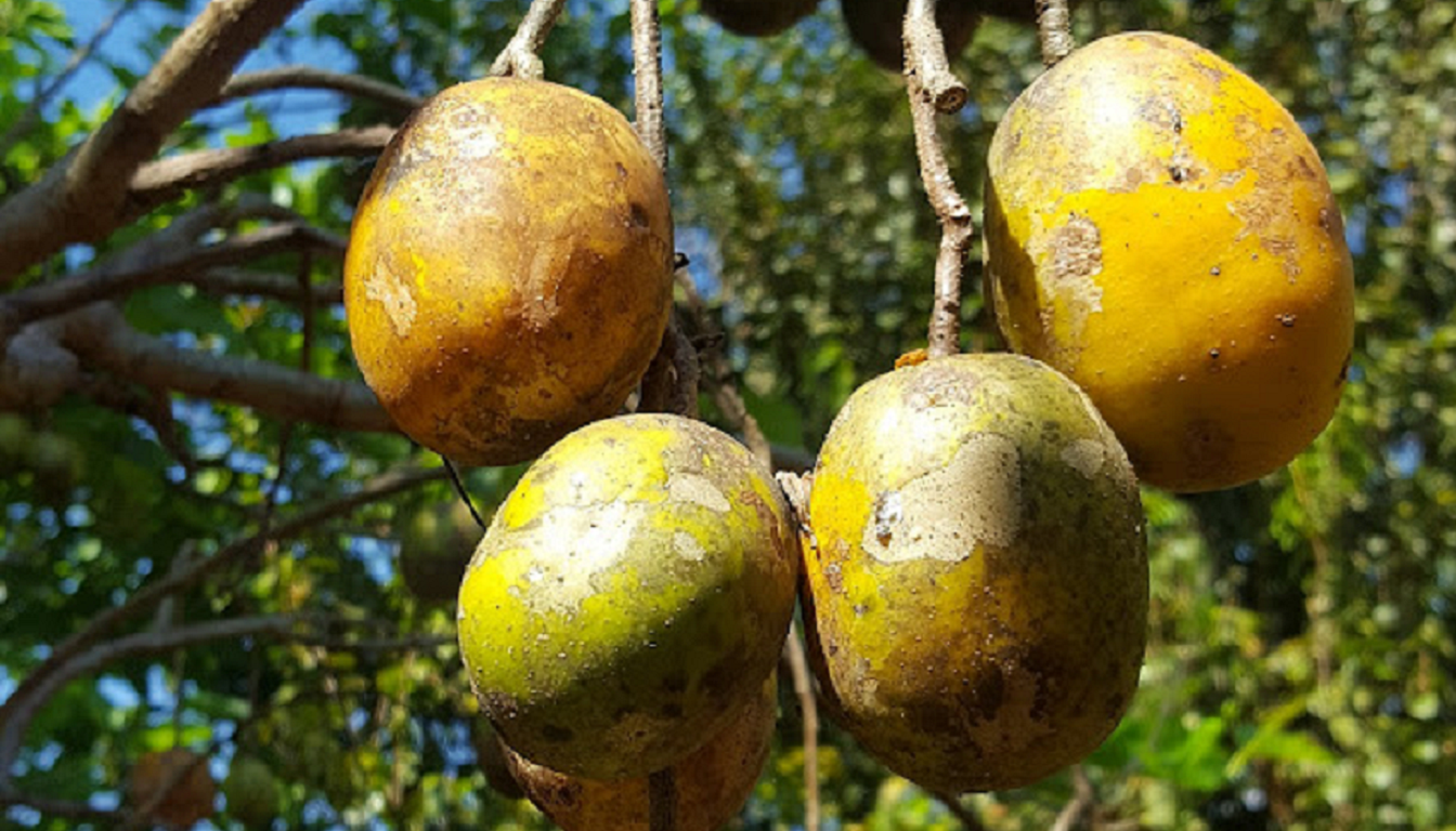 Figura 07 - Cajazinho (Árvore)