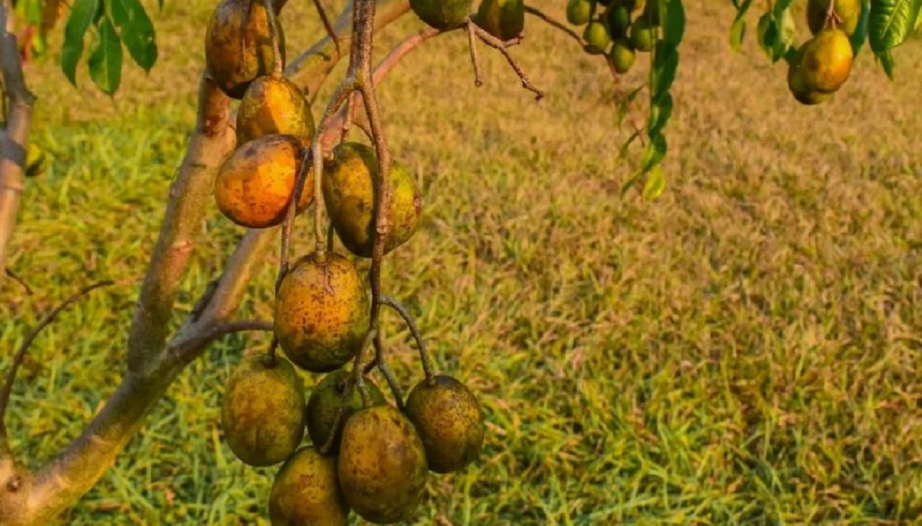 Figura 09 - Cajazinho (Árvore)