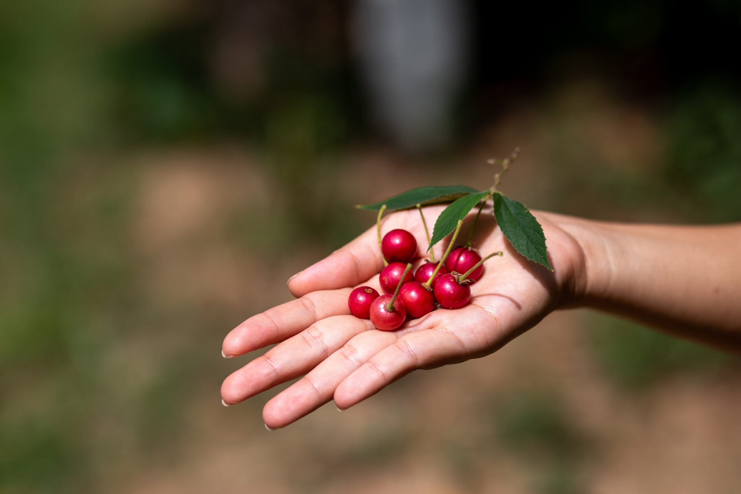 Figura 01 - Calabura