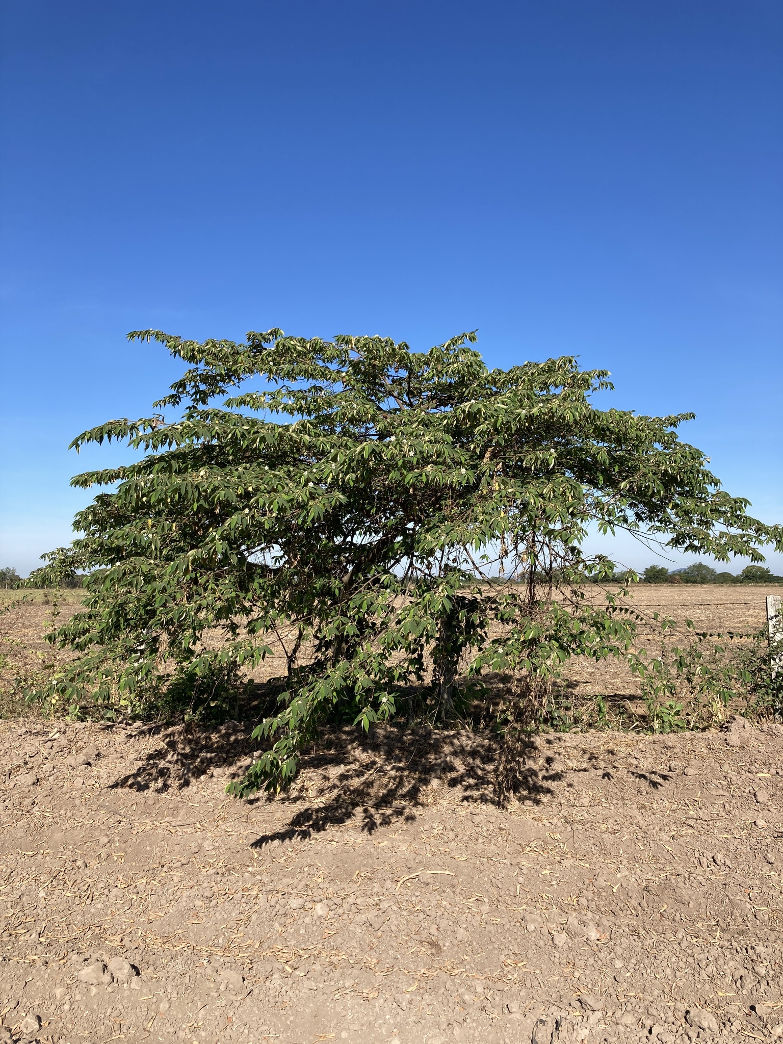 Figura 03 - Calabura