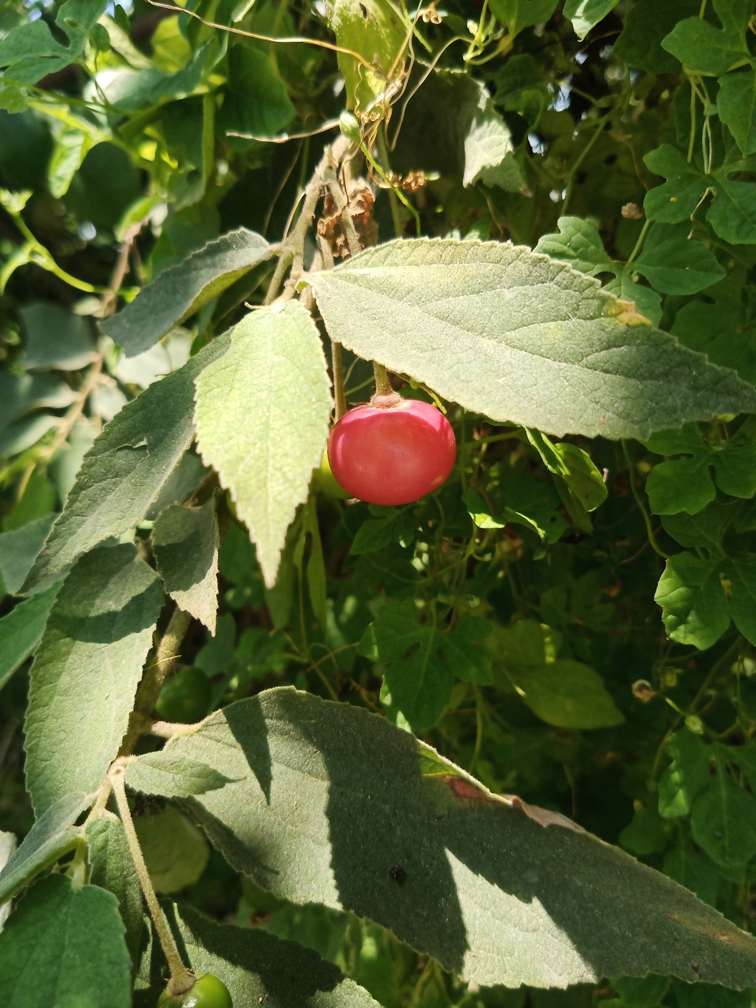 Figura 04 - Calabura