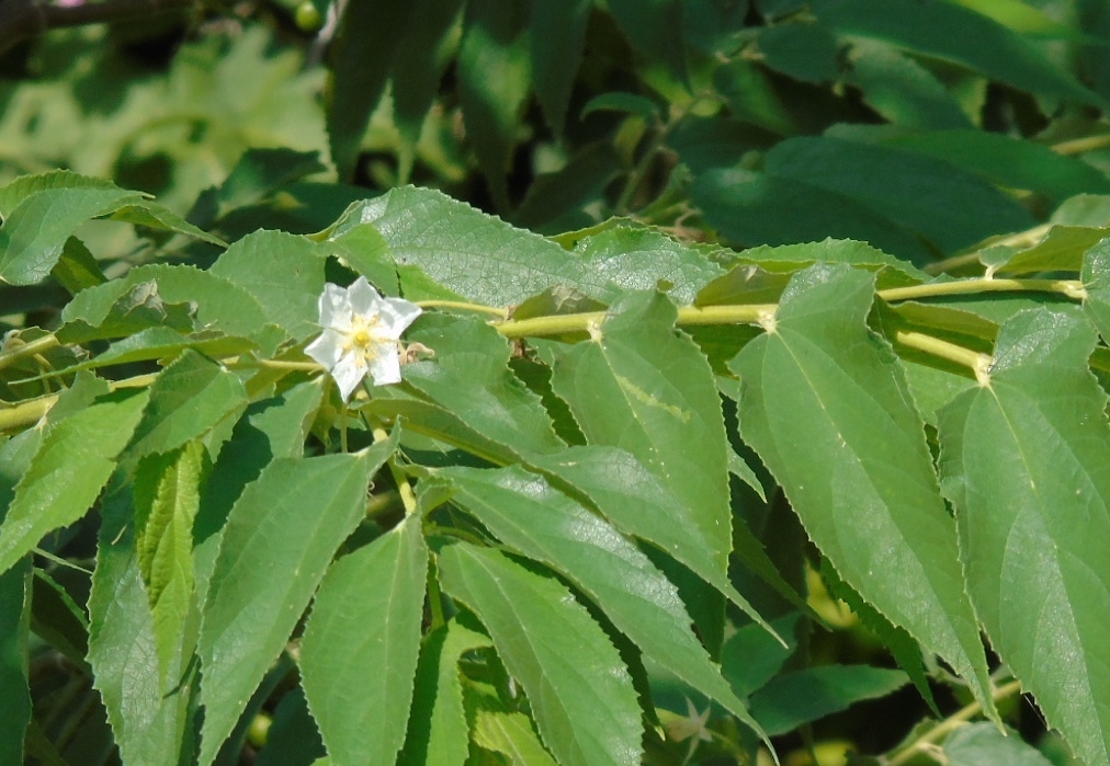 Figura 05 - Calabura