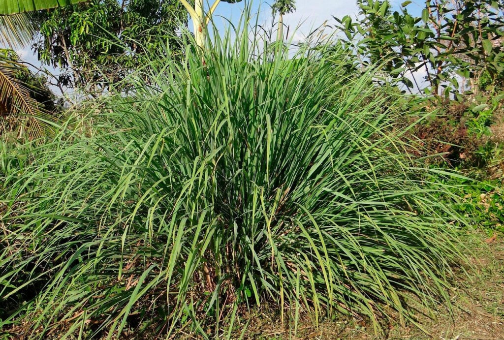 Figura 04 - Capim-limão