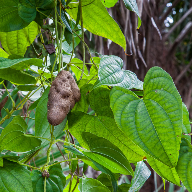 Figura 01 - Cará-moela