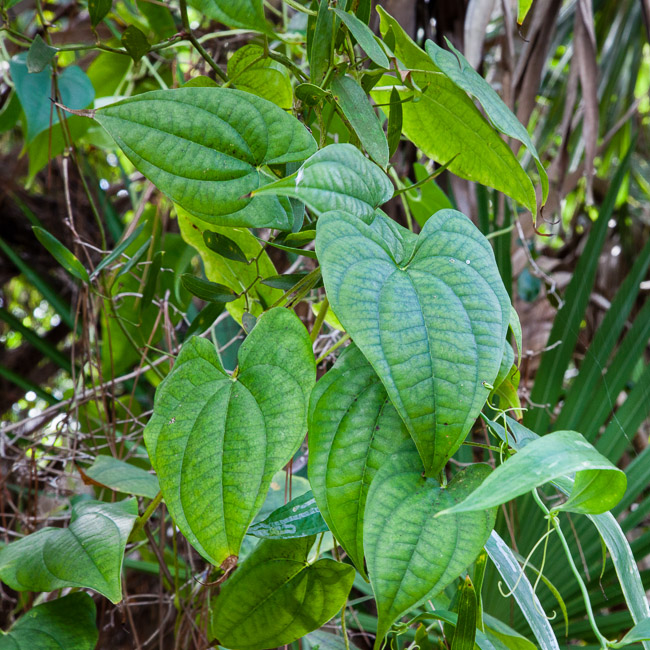 Figura 02 - Cará-moela