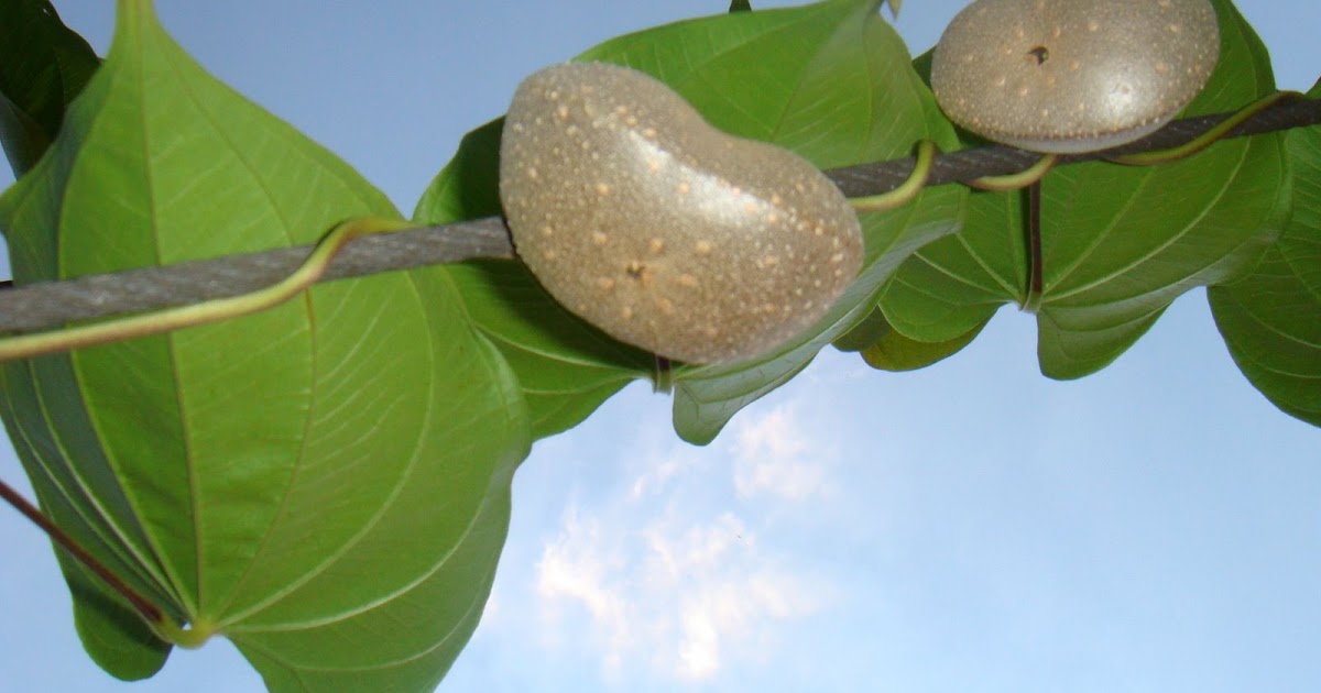 Figura 06 - Cará-moela