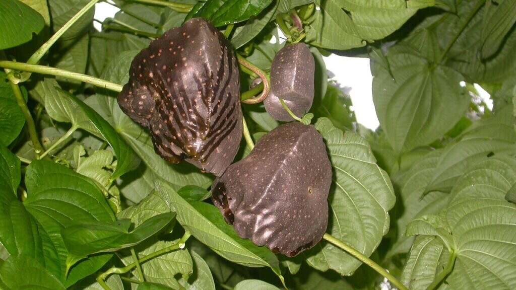 Figura 07 - Cará-moela