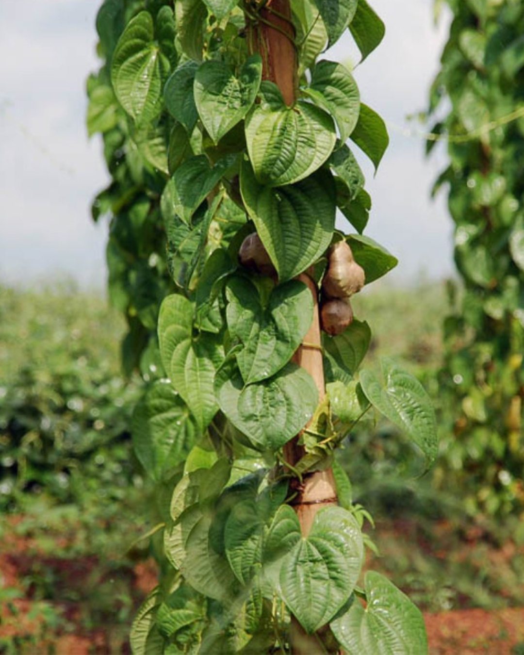 Figura 08 - Cará-moela