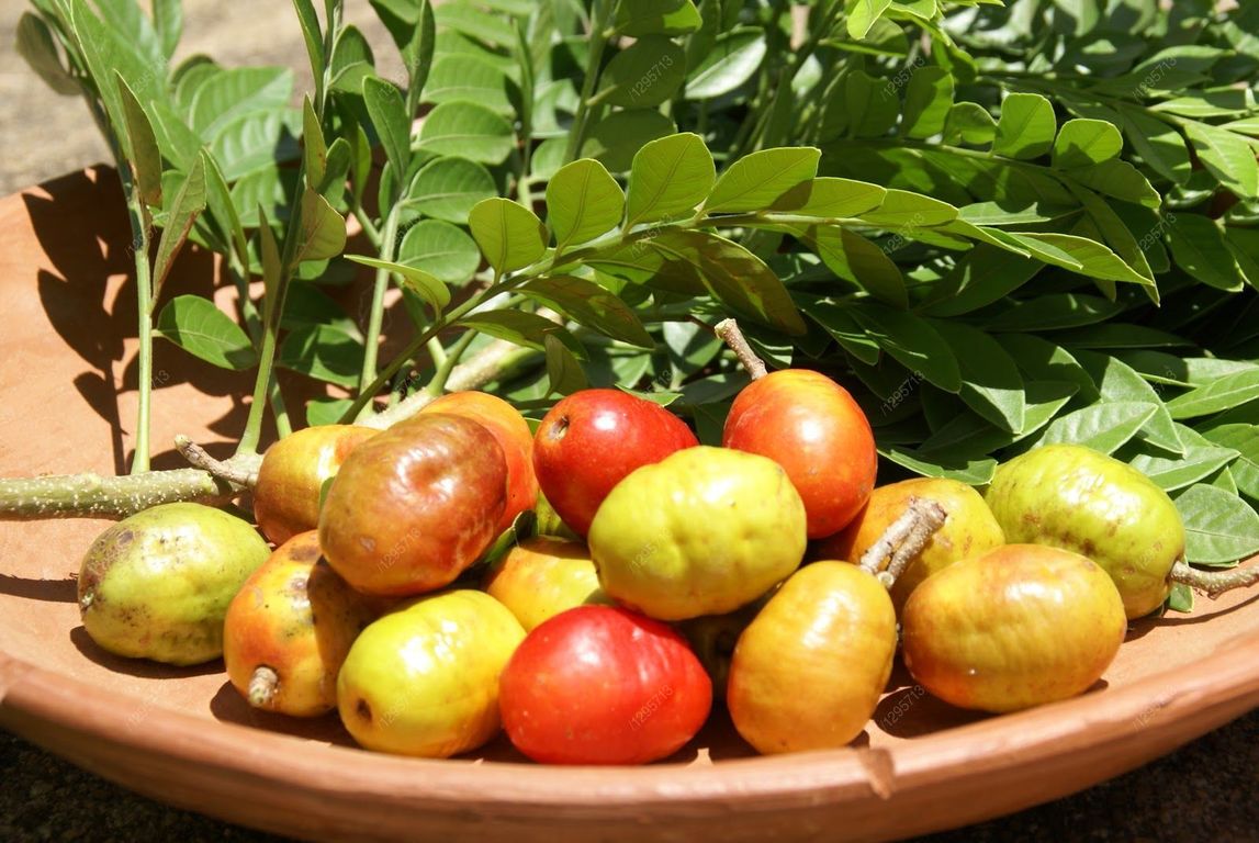 Figura 02 - Ciriguela