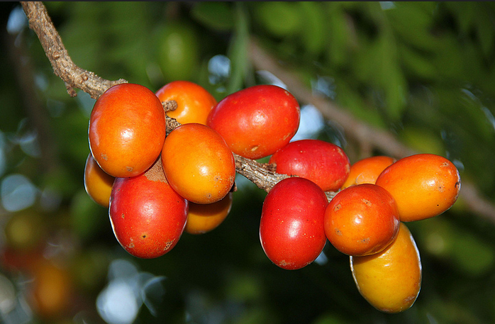 Figura 03 - Ciriguela