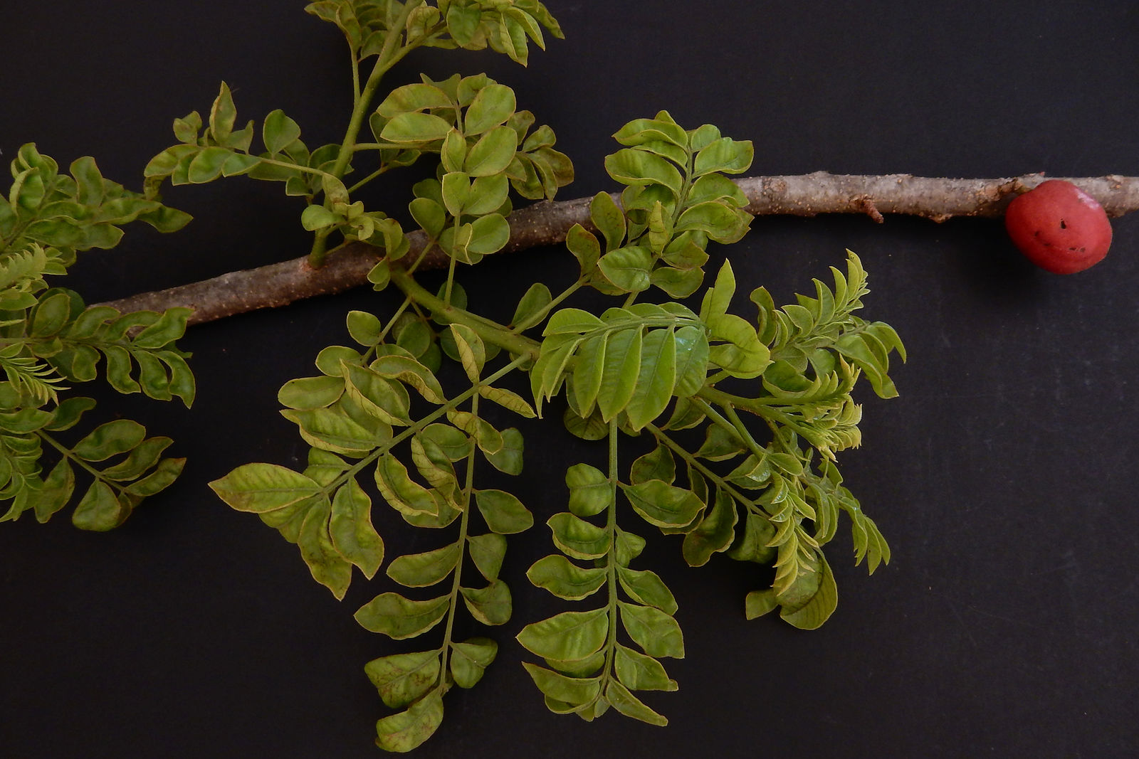 Figura 04 - Ciriguela