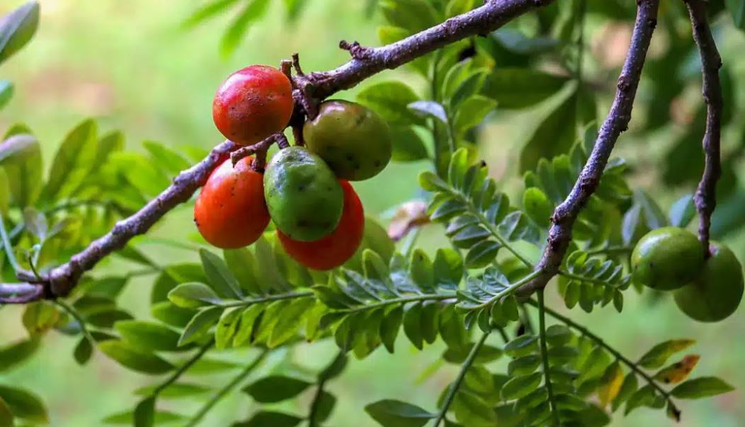 Figura 06 - Ciriguela