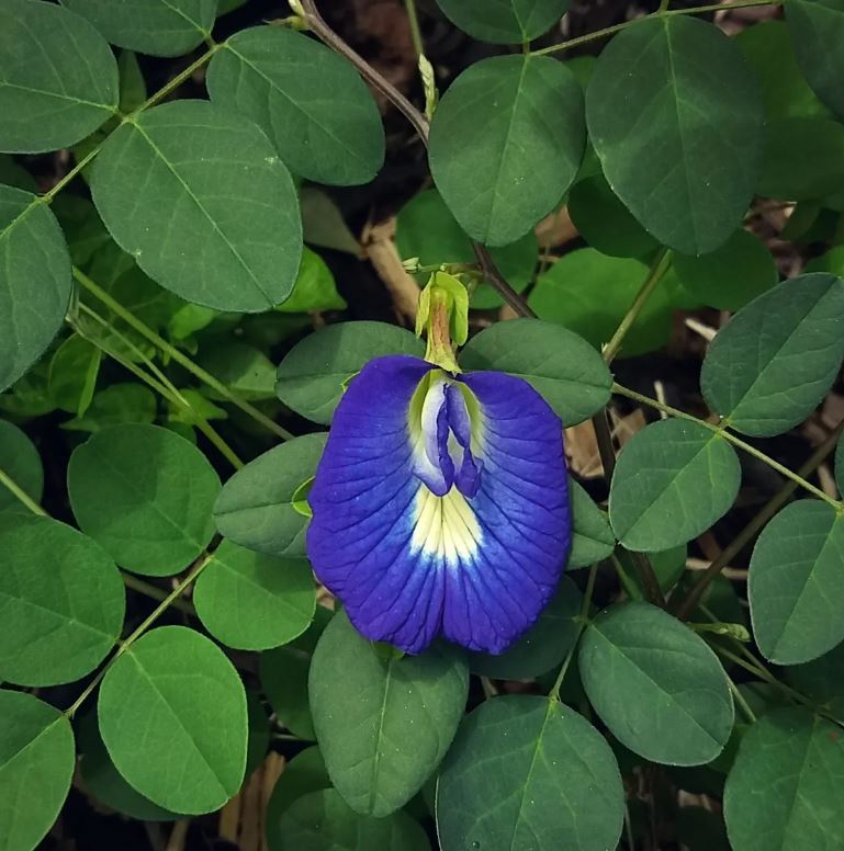 Figura 01 - Clitória