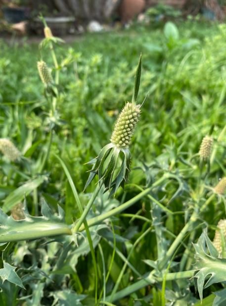 Figura 03 - Coentro-selvagem