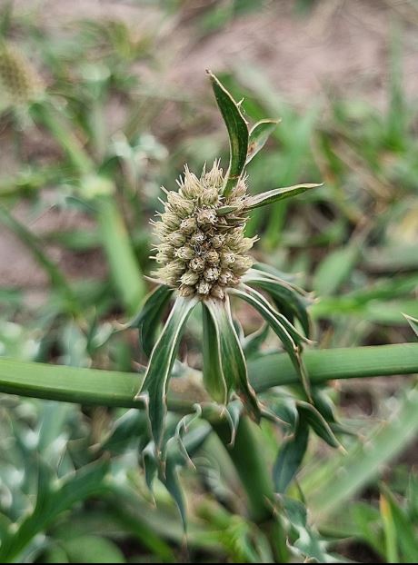 Figura 04 - Coentro-selvagem