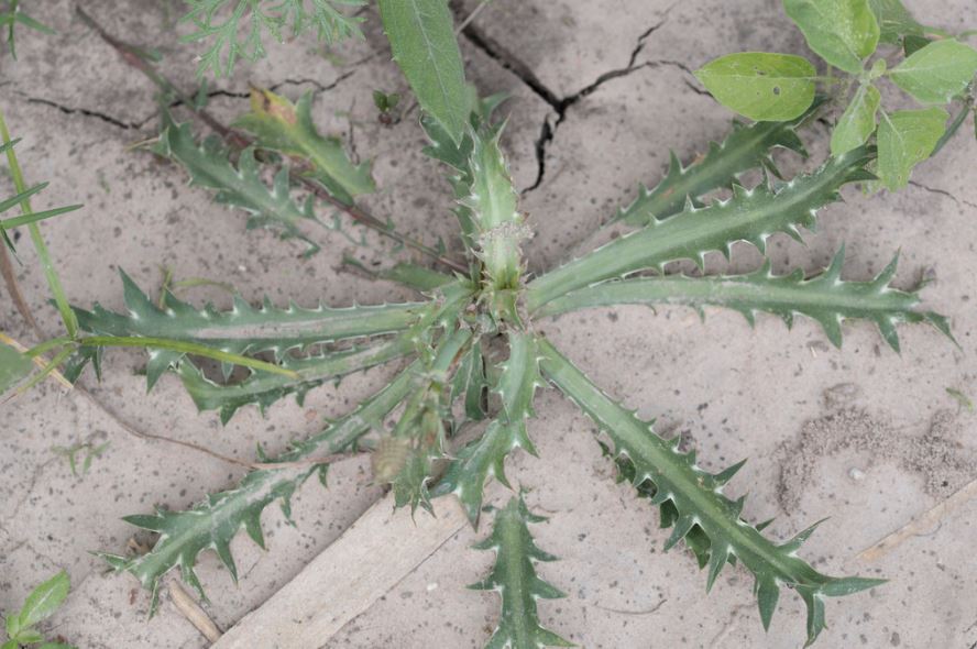 Figura 05 - Coentro-selvagem